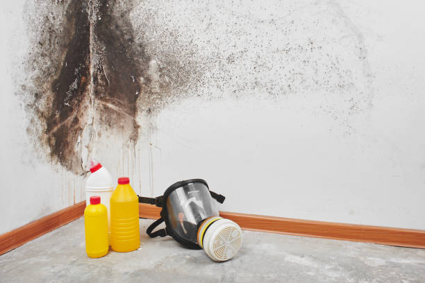 Forensic Mold Investigation in Manhattan, IL